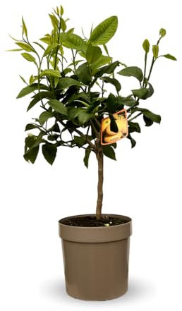 Attitude Jardin - Bergamote - agrume méditerranéen - arbre fruitier - 75-85 cm - ⌀ 22 cm
