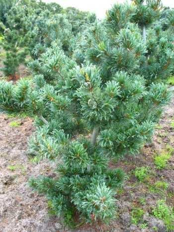 japanische Mädchenkiefer Pinus parviflora Glauca 25-30 cm hoch im 3 Liter Pflanzcontainer