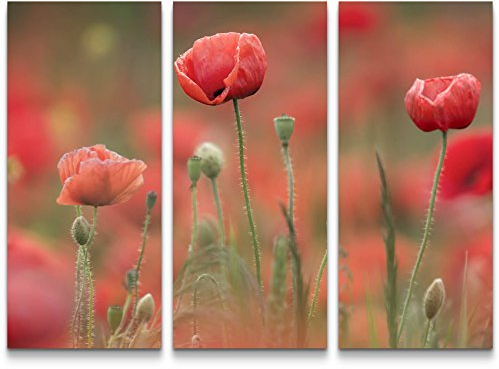 Paul Sinus Art Mohnblumen Wiese - 3 teiliges Wandbild Gesamtgröße 130x90cm
