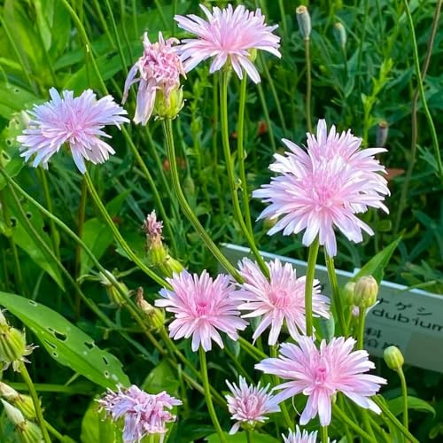 löWenzahnsamen kräutergarten küche geschenk Taraxacum officinale wildkräuter blumenwiese winterharte garten sträucher hochbeet winterharte kübelpflanzen balkon kräutergarten indoor 600samen