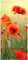 Wallario Selbstklebende Türtapete Mohnblumenblüten - Türposter 93 x 205 cm Abwischbar, rückstandsfrei zu entfernen