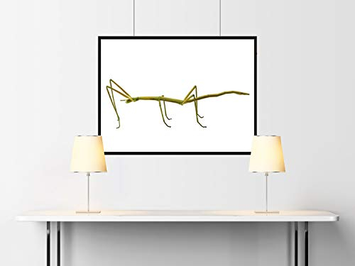 66802 - NOCH - Gartenhaus Bausatz