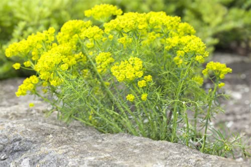 Euphorbia cyparissias ca. 9x9 cm Topf - Zypressen-Wolfsmilch, gelbgrüne Blüten, Blütezeit Mai-Juni, ideal für Steingärten, trockenheitsresistent, pflegeleicht