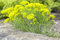 Euphorbia cyparissias ca. 9x9 cm Topf - Zypressen-Wolfsmilch, gelbgrüne Blüten, Blütezeit Mai-Juni, ideal für Steingärten, trockenheitsresistent, pflegeleicht