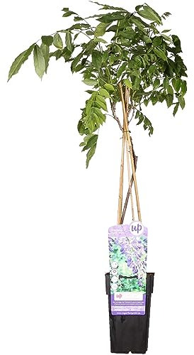 Glicina china 'Prolific' – 65 cm – Ø15 – Planta trepadora florida