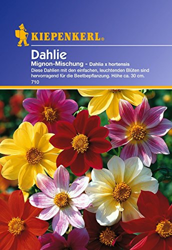 Dahlie Mignon-Mischung von Kiepenkerl