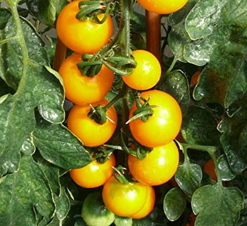 Cocktailtomate Lemonia F1 Tomatensamen Profisaatgut original aus Quedlinburg