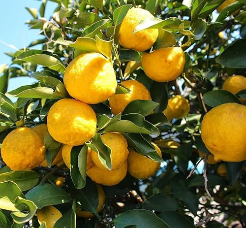 Yuzu (bot. Citrus x junos), 20-40cm im 3L-Topf