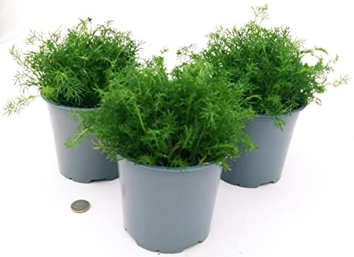 POWERS TO FLOWERS - CAMOMILLA BIO, ANTHEMIS NOBILIS, 3 PIANTE, piante vere