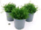 POWERS TO FLOWERS - CAMOMILLA BIO, ANTHEMIS NOBILIS, 3 PIANTE, piante vere