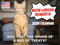 Funny Cat Kalender 2024 Meowlarious Wandkalender