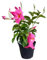 I Giardini di Giulia | Dipladenia Ø14 cm H.25 | Pianta da Balcone e Giardino con Fiori Rossi, Rosa e Bianchi | Facile Coltivazione (Rosa)
