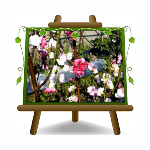 Melocotón de flor variada plantas ornamentales - en maceta de 20 cm - altura 170 cm - 2 años