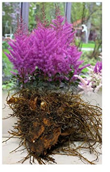 2 Astilbe Arendsii Younique Lilac Bare Root Perennial Garden Summer Perennial : - by GARTHWAITE NURSERIES® : - UK Stockist