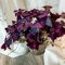 Roter Glücksklee, Oxalis triangularis 5 Zwiebeln, Rhizome, Knollen, Lila Kleeblatt Pflanze