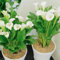 10 pcs Calla Zwiebeln Winterhart Mehrjährig, Balkon Blumen Calla Lilien Knollen, Bodendecker Winterhart Mehrjährig gartenpflanzen winterhart mehrjährig knollen Blumenzwiebeln Frühblüher