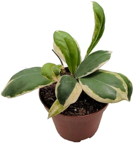 Fangblatt - Hoya incrassata variegata - Porzellanblume/Wachsblume - pflegeleichte Zimmerpflanze für Ihr Zuhause