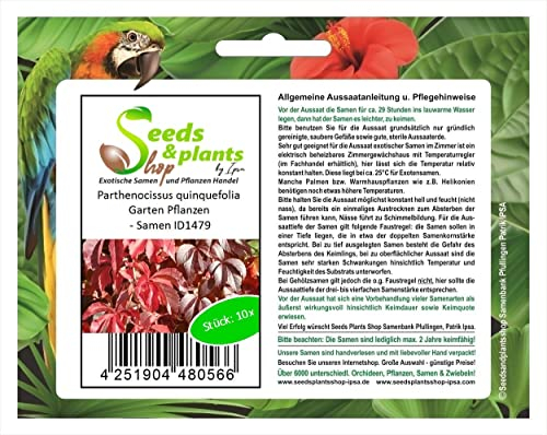 Pezzi - 10x Parthenocissus Quinquefolia Selbstklett Vite Piante - Seme ID1479 - Seeds & Plants Shop by Ipsa