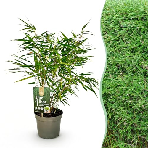 Green boutiQ - Gräser - Fargesia Rufa - Bambus - Nicht Wuchernd - Grün - 1 Pflanz - Topf 17 cm - Höhe 60cm