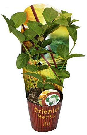 Arab Jasmine - Jasminum sambac - 12cm Pot