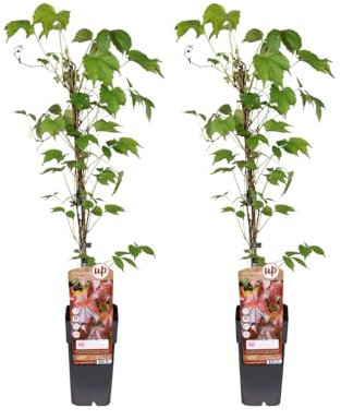 Parthenocissus Tricuspidata veitch boskoop | 2 pezzi - 55-65cm - Ø15cm - Pianta da giardino - Multideal