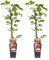 Parthenocissus Tricuspidata veitch boskoop | 2 pezzi - 55-65cm - Ø15cm - Pianta da giardino - Multideal