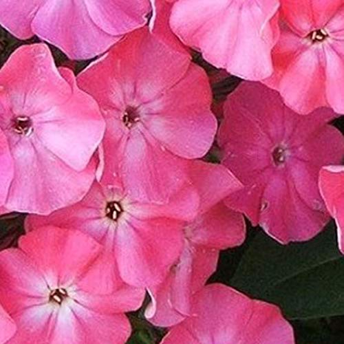 6 x Phlox mousse 'Moerheimii' - Phlox Subulata 'Moerheimii' - Godet 9x9 cm, Couverture Rose Dense, Floraison Printanière