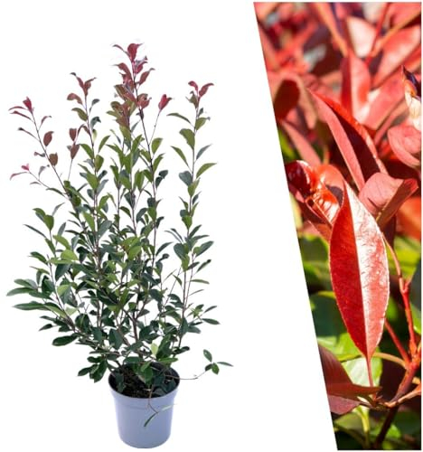 Plants by Frank | 25 Große Glanzmispel Pflanzen für 10 laufende Meter Hecken | ↨ 100-125 cm im 12 Liter Topf | Photinia Red Robin | Heckenpflanzen | Heckenpflanzen Winterhart | Sichtschutz garten