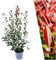 Plants by Frank | 25 Große Glanzmispel Pflanzen für 10 laufende Meter Hecken | ↨ 100-125 cm im 12 Liter Topf | Photinia Red Robin | Heckenpflanzen | Heckenpflanzen Winterhart | Sichtschutz garten