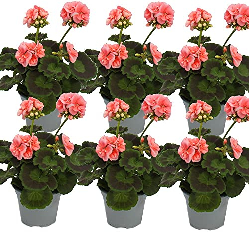 Exotenherz - Geranien stehend - Pelargonium zonale - 12cm Topf - Set mit 6 Pflanzen - rosa
