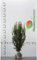 Fruchtende Bechereibe Taxus Hicksii 100-120 cm. 3 Eiben. Immergrün & Winterhart
