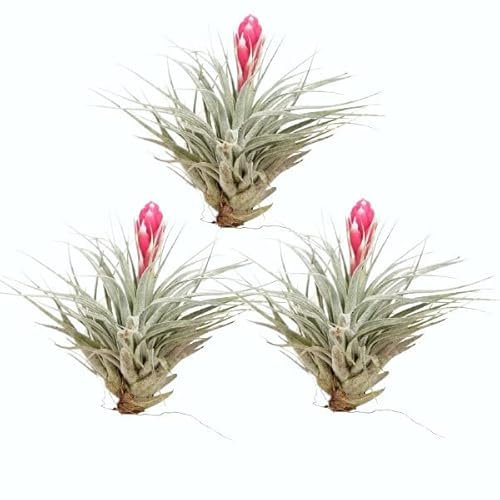 Trio de Tillandsia Cotton Candy Plantas del Aire Naturales muy Raras