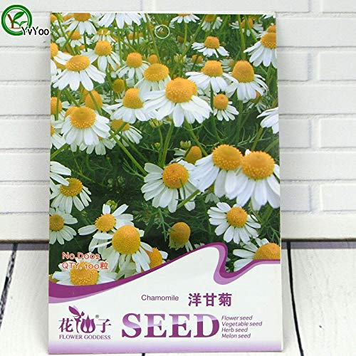 Semi di alta qualità Semi di camomilla Bonsai Semi di piante da Fiore Molto profumati 100 Particelle/Lotto W019