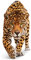 Wandtattoo No.648 Creeping Jaguar 70x148cm Wandsticker Wild Katze Leopard, Größe:148cm x 70cm