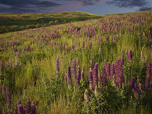 Puzzle 1000 Teile,Puzzle für Erwachsene,Puzzle Farbenfrohes-Lupinen, Blumen, Feld, 70x50cm