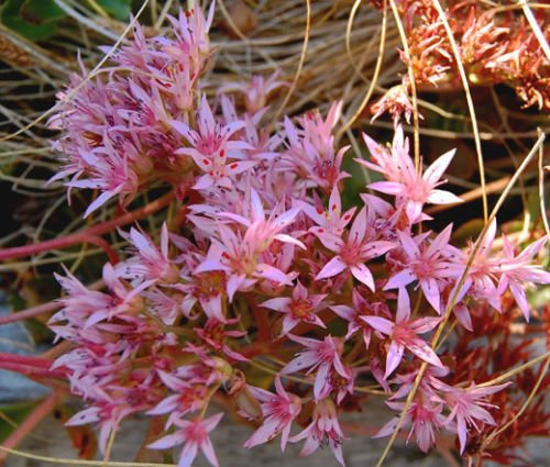 Sedum Purple Carpet Stonecrop Sedum Spurium Coccineum - 100 Bulk Seeds : Seeds Only