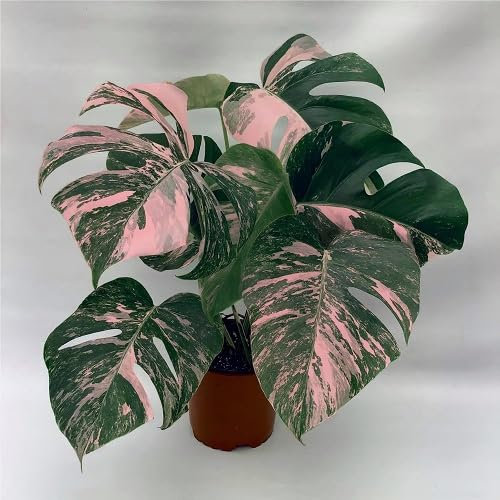80 semi di monstera verde rosa