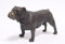 Moritz Bronzefigur Bronze Figur Statue Skulptur Mops Französiche Bulldogge Hund H 8 cm