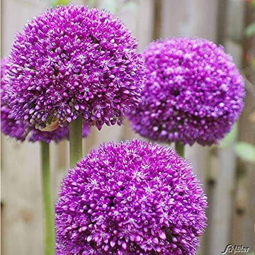 Allium Ambassador - 1 Zwiebel Zierlauch/Kugellauch | Blumenzwiebeln zum Pflanzen und Verwildern, Blüten in Lila, mehrjährig, winterhart