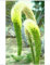Frische Foxtail Agave attenuata (spineless Rare Agaven Sukkulenten Aloe Pflanzensamen) 15 Samen