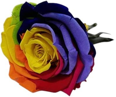 Rosa arcobaleno multicolore. Rosa eterna arcobaleno. Fiore multicolore. Regalo originale.