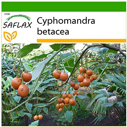 SAFLAX - Tomate de árbol - 50 semillas - Con sustrato estéril para cultivo - Cyphomandra betacea