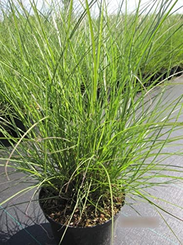 Miscanthus sinensis Yaku Jima - Zwerg-Chinaschilf Yaku Jima