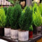 500 Pezzi Piante Di Cipresso Semi Resistenti Pianta Fiore In Vaso, Albero Dei Bonsai (Cupressus Funebris) Piante Da Giardino Resistenti Perenni Piante Da Balcone Resistenti Perenni,