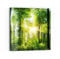 DEQORI Glasbild Acrylglas | Motiv Sonne durchbricht Wald | quadratisch einteilig 50x50 cm | schöne Dekoration | Wandbild für Wohnzimmer, Schlafzimmer, Flur & Küche | moderne Wanddeko