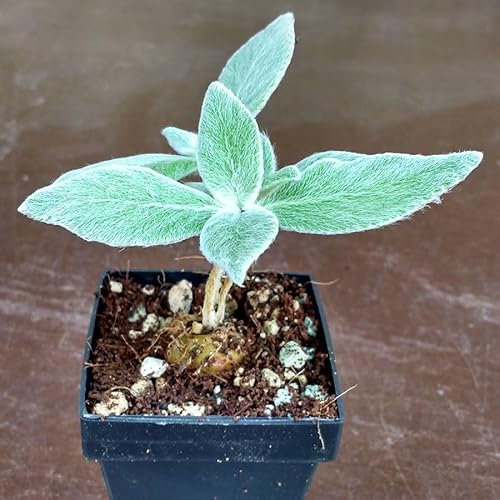 SUNNYPLANTS - Sinningia leucotricha, Gloxinia, Violeta africana, plantas, semillas, suculentas, semillas, plantas, plantas de interior, Rechsteineria leucotricha