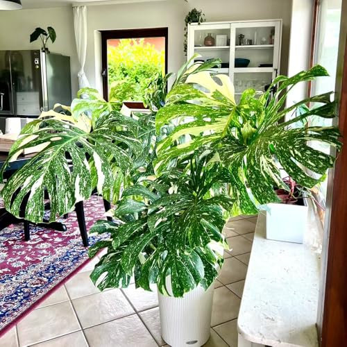 pianta di monstera - semi piante da balcone piante in vaso esotiche semi di bonsai monstera deliziosa da giardino in vaso pianta fiori giardino decorative appartamento per gli 100pcs