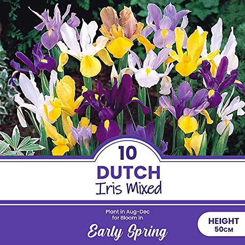10 x Dutch Iris Mixed - Easy to Grow – Perennial – Elegant & Classic Tall Blooms – Thrives Under Any Conditions – for Your Beautiful Garden