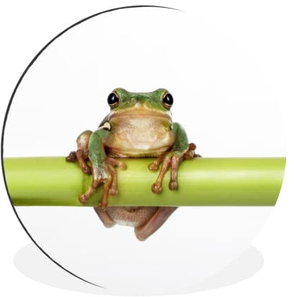 MuchoWow Tableau imprimé rond Grenouille - Bambou - Blanc Impression sur aluminium en rond 60x60 cm Tableau decoration murale salon