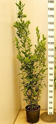 POWERS TO FLOWERS - LAURO, LAUROCERASO SET 8 PIANTE, PIANTA PER SIEPE, VASO 24CM DIAMETRO, ALTEZZA MINIMA 140CM, piante vere